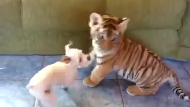 A very beautiful Tiger cub is playing with a puppy !!!