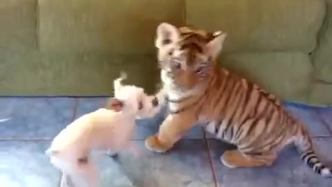 A very beautiful Tiger cub is playing with a puppy !!!