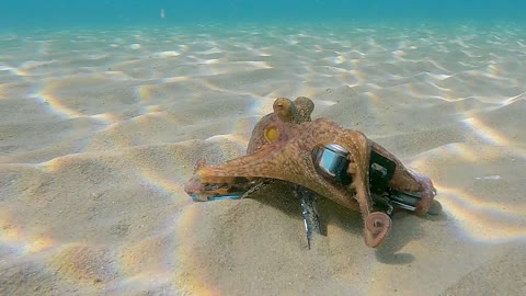 Octopus Grabs GoPro and Films Diver