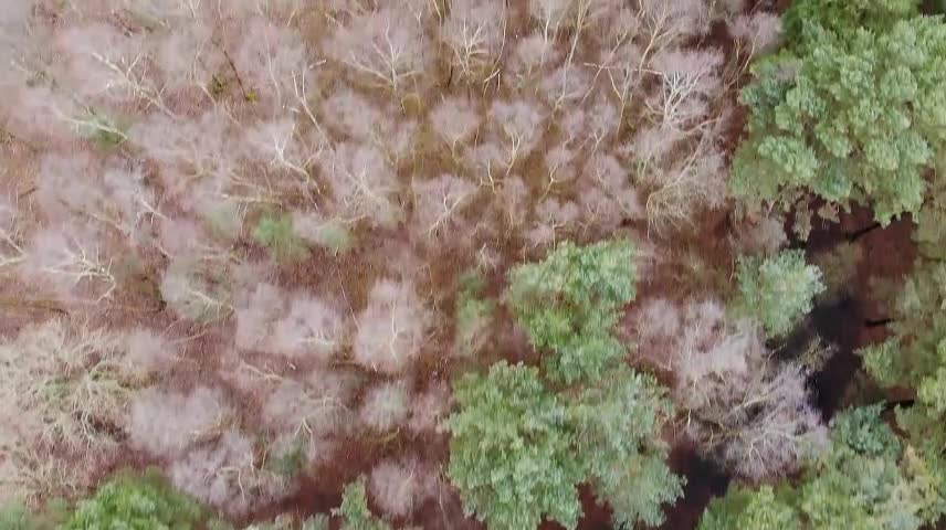 This forest needs a heavy rain