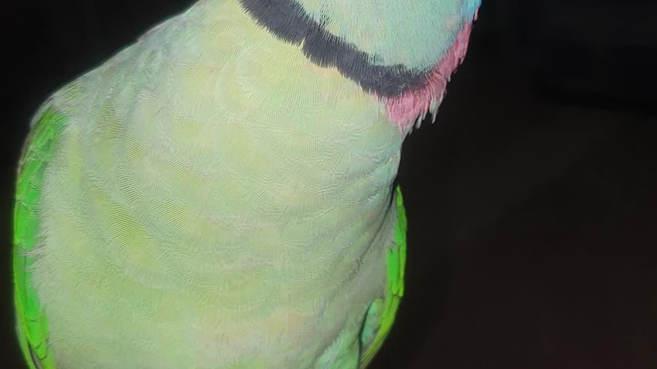 Alexandra parakeet