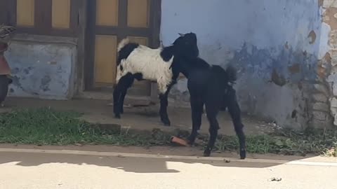 Goat Fight Cute & Funny