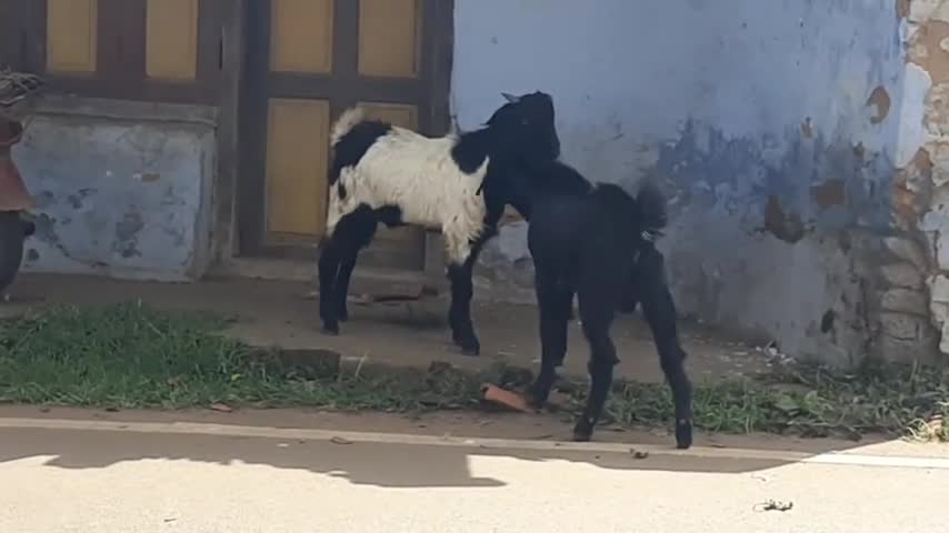 Goat Fight Cute & Funny