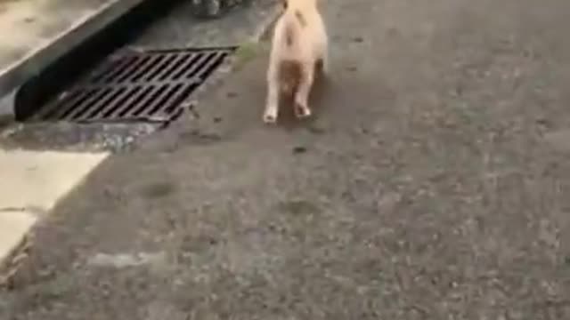 FUNNY ANIMALS -CUTE AND FUNNY #shorts