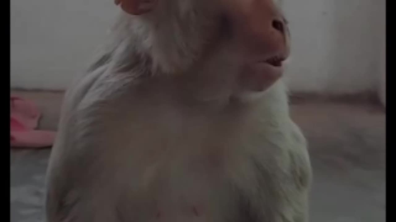 Funny monkey smile and munkey smile funny