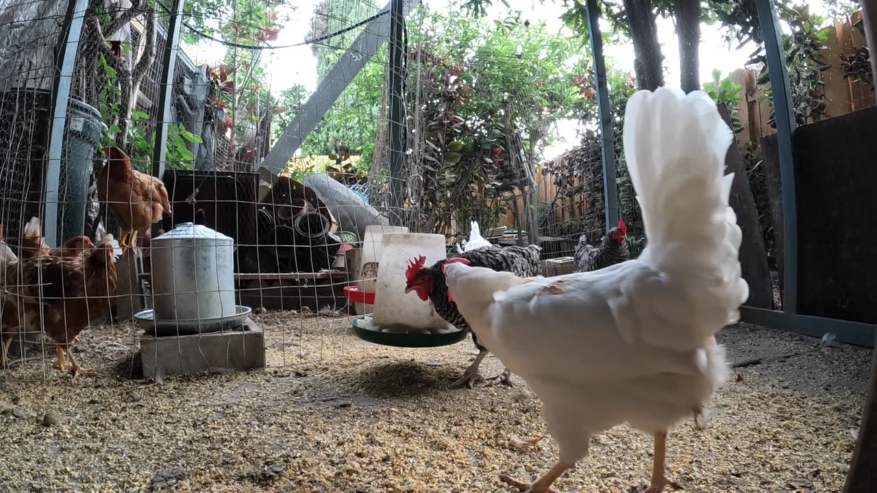 Backyard Chickens Fun Relaxing Video Sounds Noises Hens Clucking Roosters Crowing!