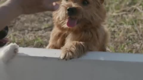 CUTE PUPPY FEEDING