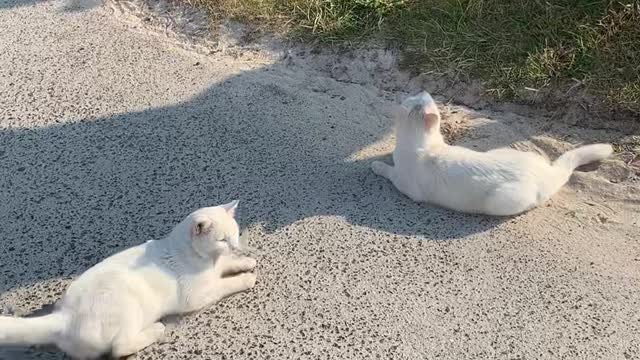 Peaceful street cat couple