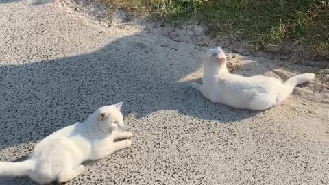 Peaceful street cat couple