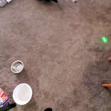 Sparky thinks he is a cat