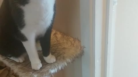 Cat giving high five for treats