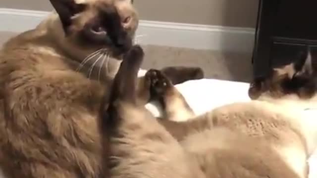 Adorable cat with mate funny scene