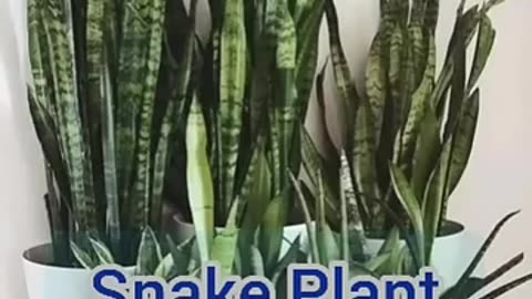Top 10 Best Indoor Plants For Home #shorts
