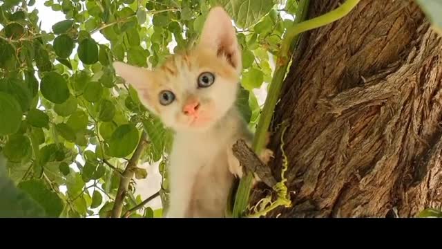 Baby cats - cute and Funny cat videos complination