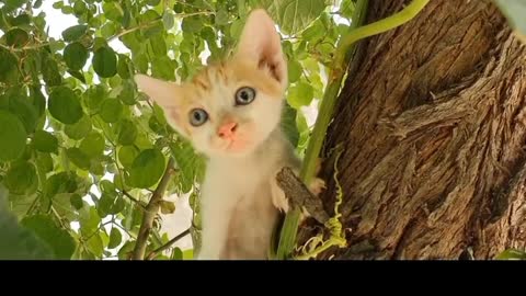 Baby cats - cute and Funny cat videos complination