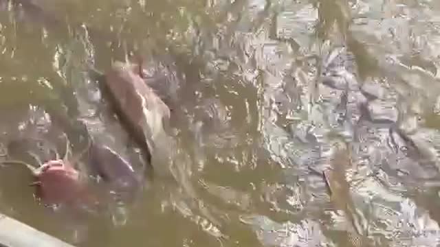 See how to feed giant catfish.