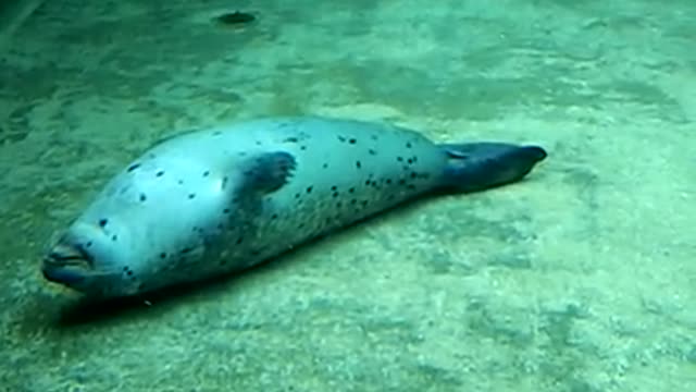 A Small Compilation of Some Hecking Sea Doggo (Seal) Videos (HECK)