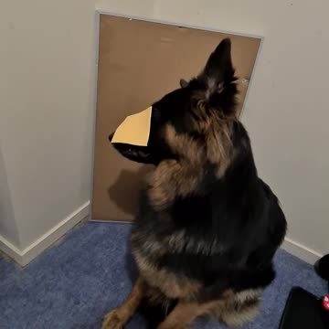 Unfortunate puppy gets cheesed and is not impressed