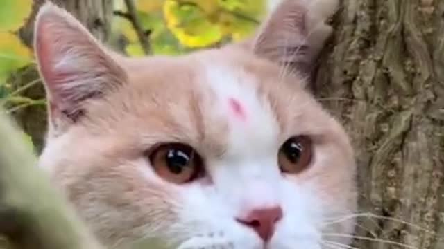 Very Cute Cat, Mini Kitten, Funniest Cat Moments, Tik Tok cat, Tik Tok Funny, Tik Tok. #Shorts