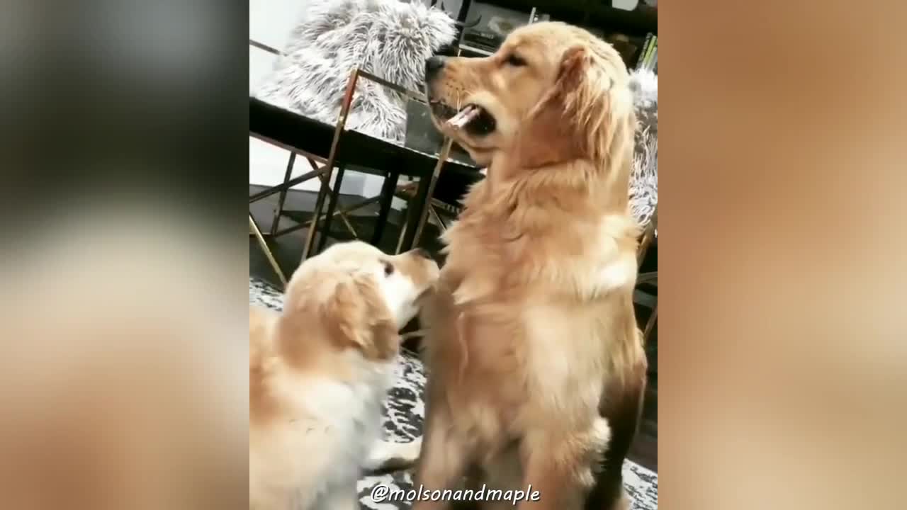 Cute Golden Retriever Puppies Playing With Mom