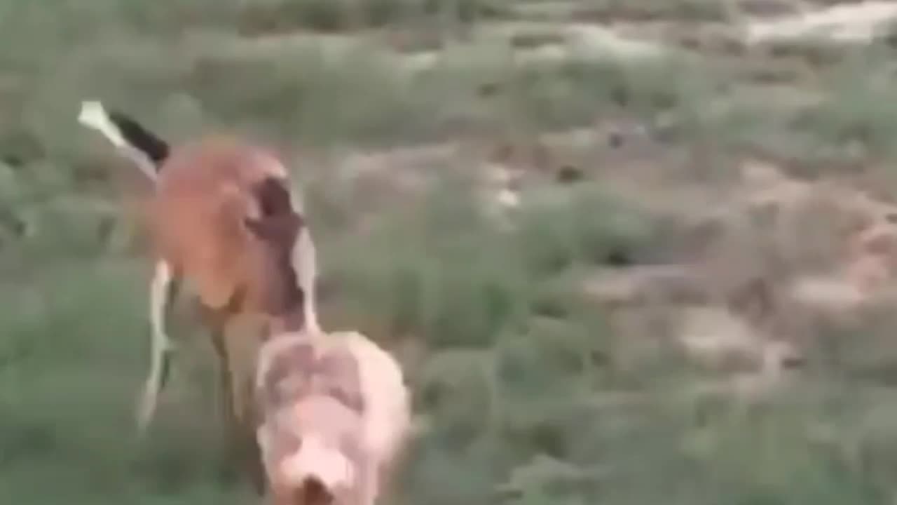 Funny 🐶 dog and deer