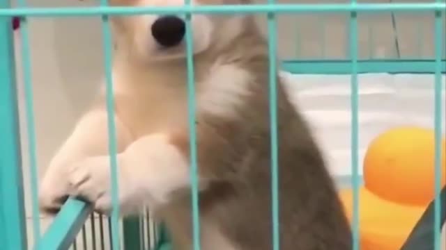 Doggy exercise