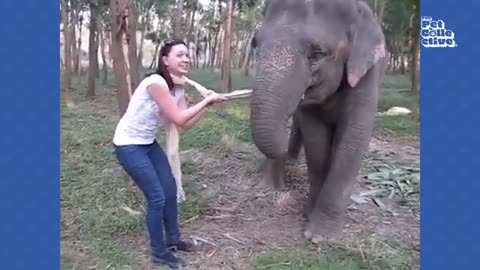 Most funny animal encounters. Try not to laugh challenge 🤣😅🤣🤣😍😘❤️