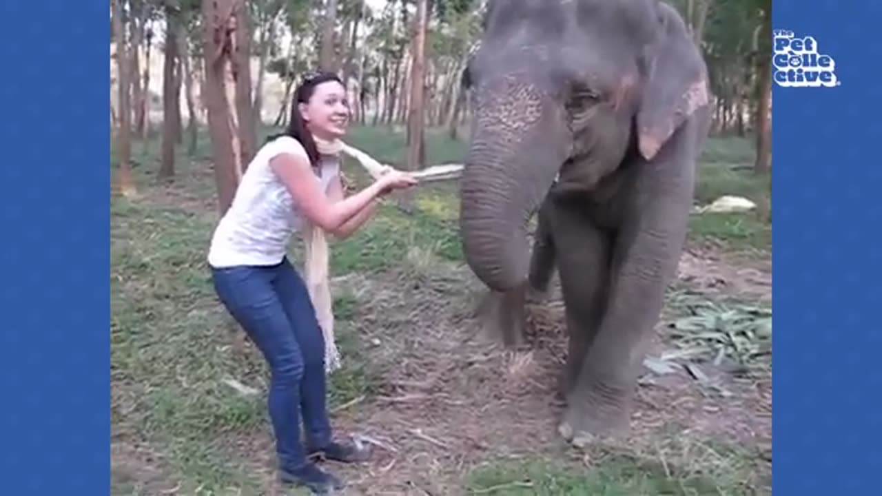 Most funny animal encounters. Try not to laugh challenge 🤣😅🤣🤣😍😘❤️