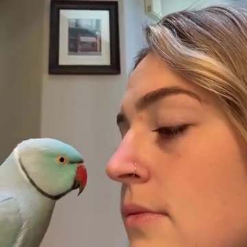 Don’t say anything to your bird and see what he does