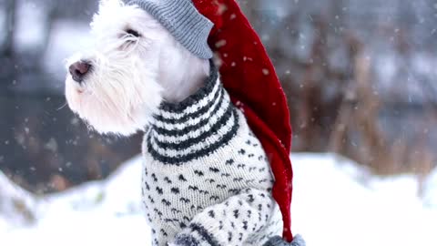 Still image of white dog in moving snow