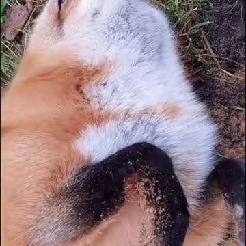 Fox #foxhaber #foxnews #лиса #ЛИС