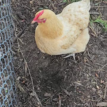 OMC! Orpington from above! 3 second loop! #orpington #chickens #hen #backyardchickens #loop