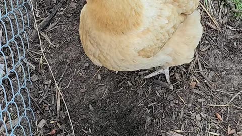 OMC! Orpington from above! 3 second loop! #orpington #chickens #hen #backyardchickens #loop