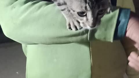 Cat lovers