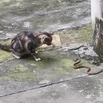 House cats can definitely catch snakes, and relatively easily.