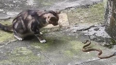 House cats can definitely catch snakes, and relatively easily.