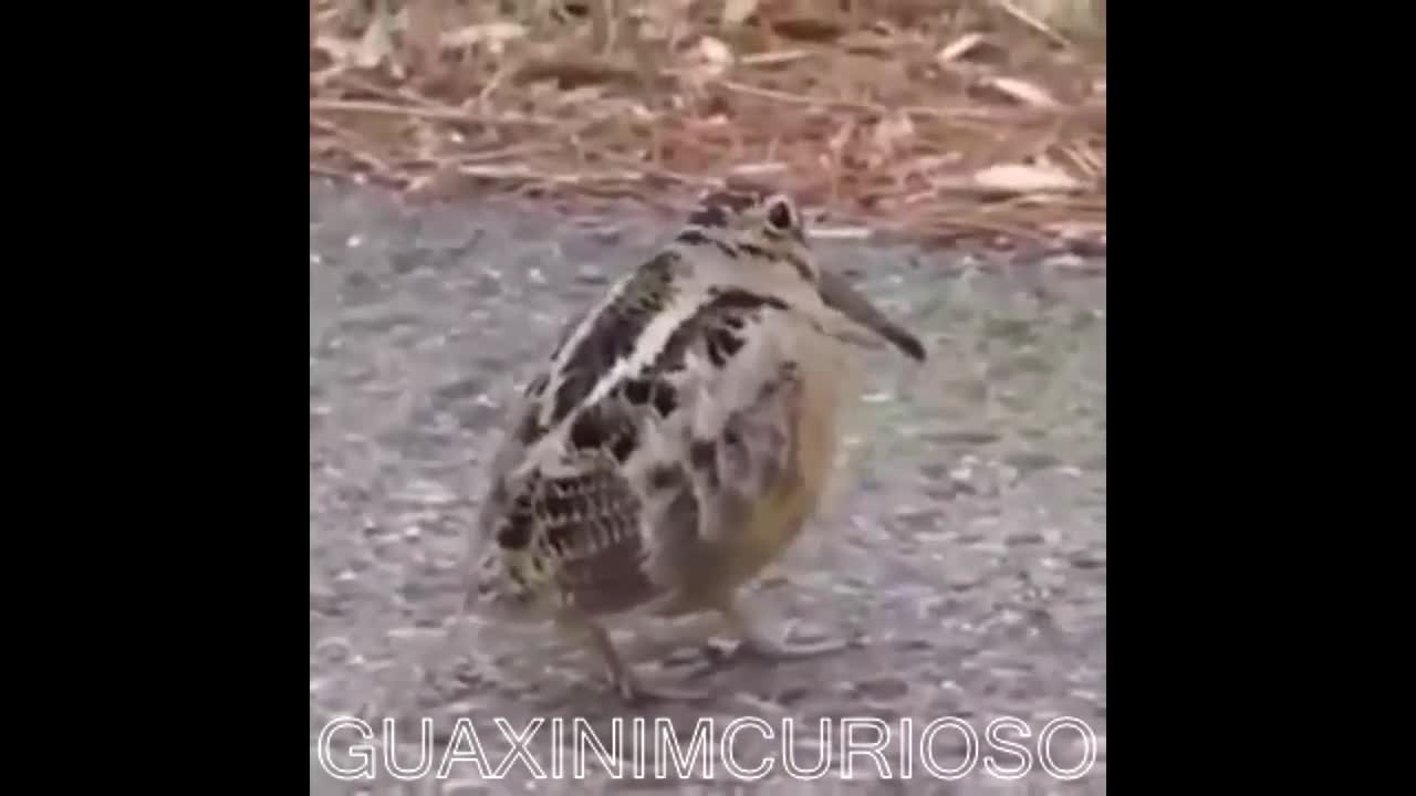 fun bird dancing reggae