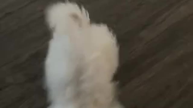 3.Want a puppy_ Part 2