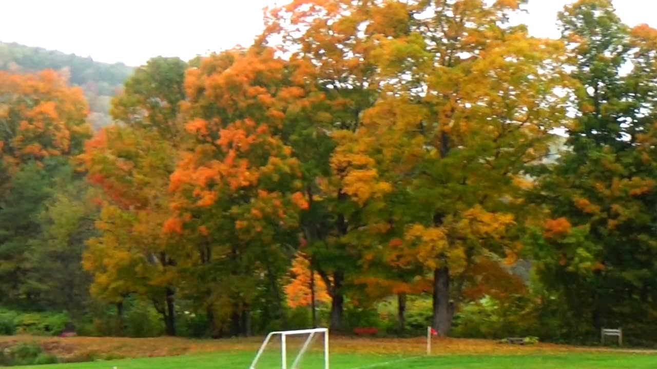 Fall Foliage