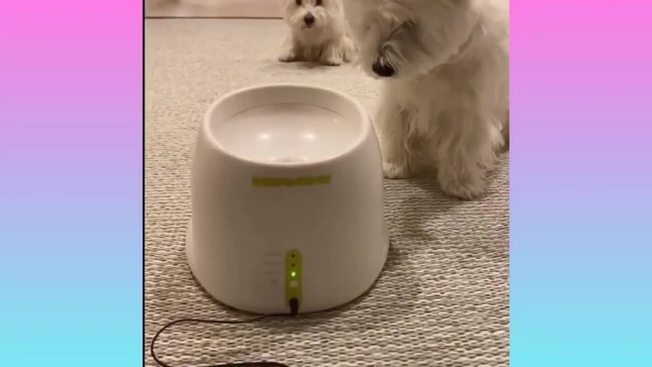 The cutest compilation you'll see today.