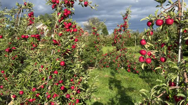 Apple Picking Hudson Valley NY USA 2022