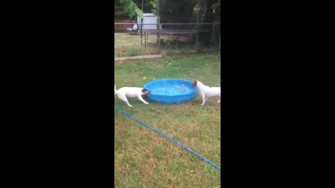 Terrier Trys To Move Kiddie Pool