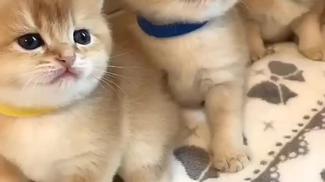 Cute and Funny Cat Videos Compilation 2021_#shorts