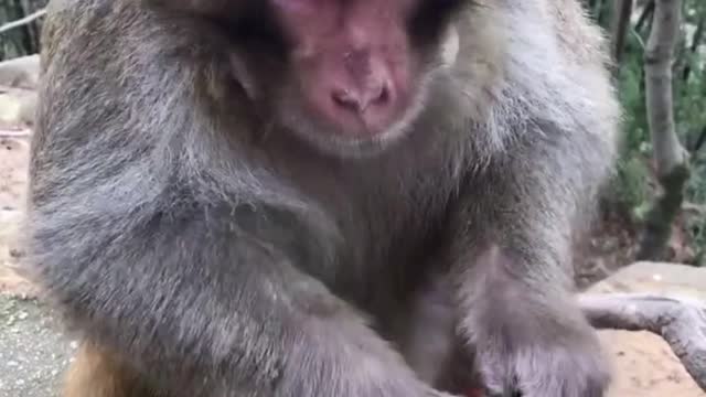 funny monkey Reaction (3)