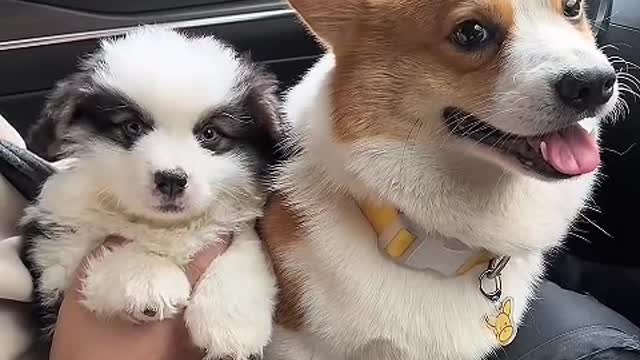 The little guy is my best friend.