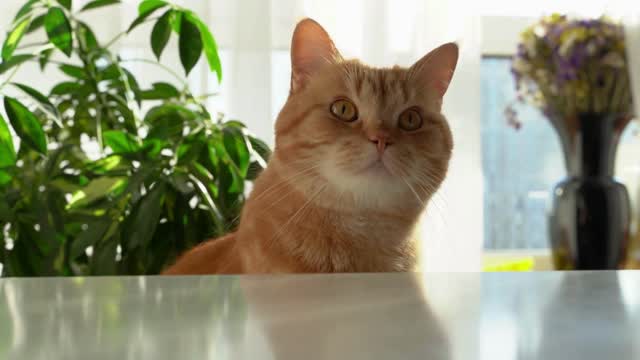 A ginger cat sits near the table at home