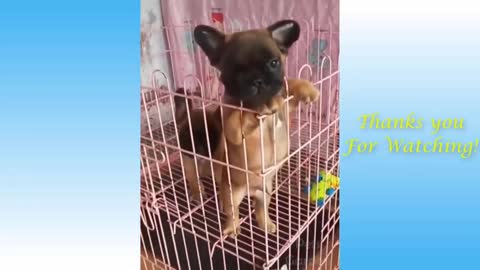 Funny And Cute Pets Video,s