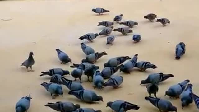 Group of pigeons feeding video
