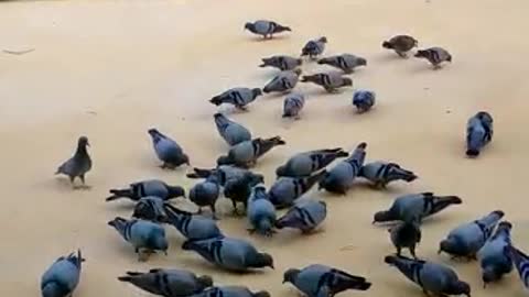 Group of pigeons feeding video