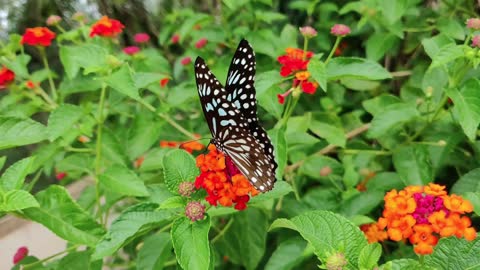 White butterfly on a flower